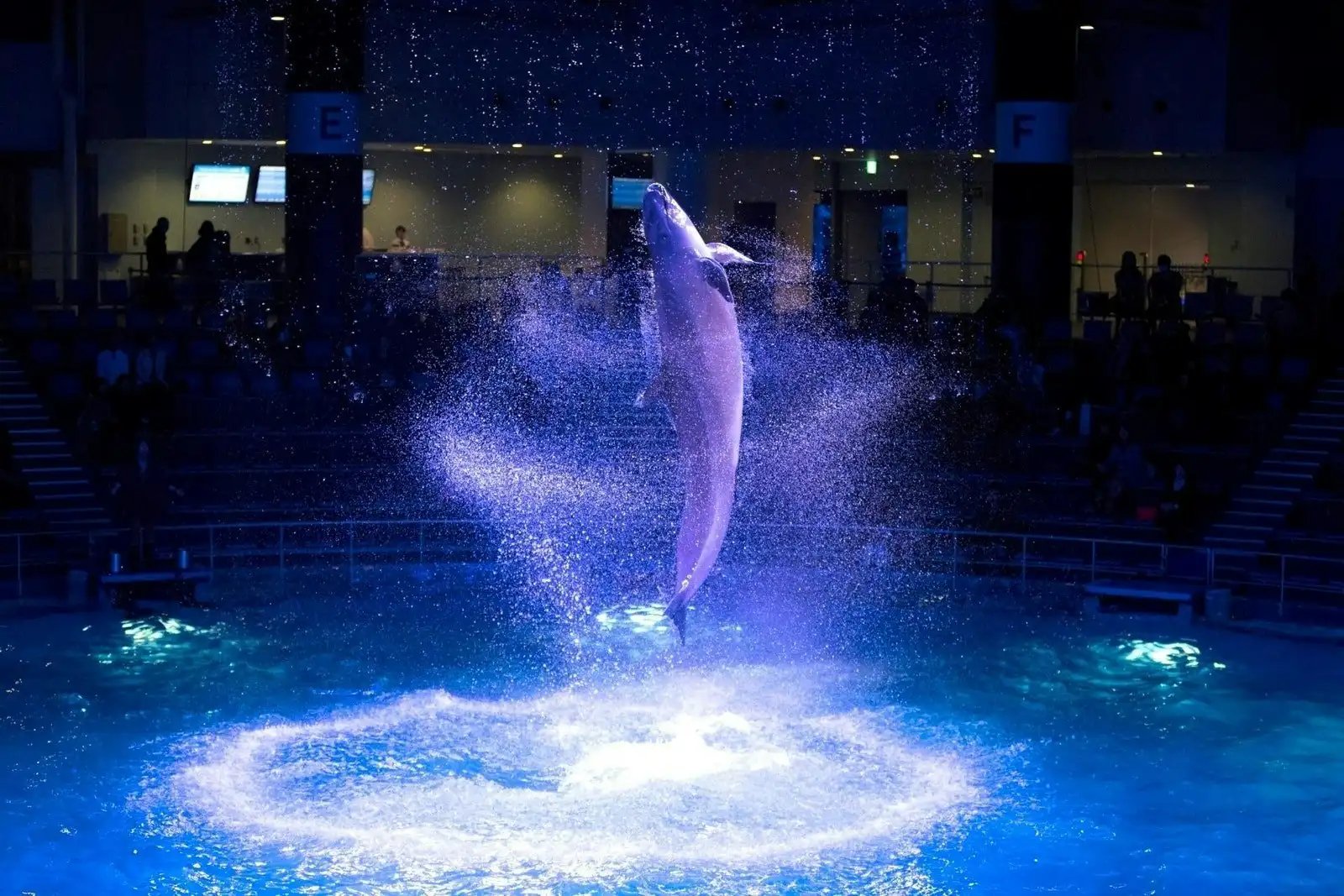 🐬 맥셀 아쿠아파크 시나가와 이미지 6